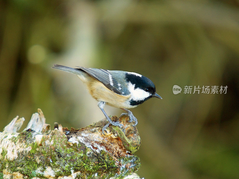 煤雀(Parus water)